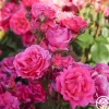 Countryman>Heirloom Roses New
