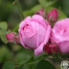 Coupe D' Hebe>Heirloom Roses Sale