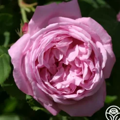 Coupe D' Hebe>Heirloom Roses Sale