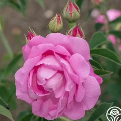 Coupe D' Hebe><noscript><img width=