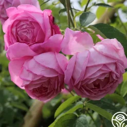 Coupe D' Hebe><noscript><img width=