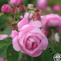 Coupe D' Hebe><noscript><img width=