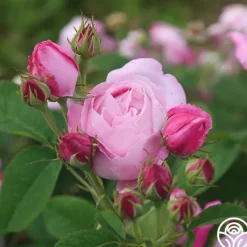 Coupe D' Hebe><noscript><img width=