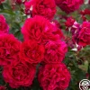 Courageous™>Heirloom Roses Best