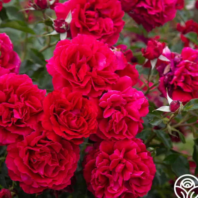 Courageous™>Heirloom Roses Best