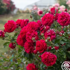 Courageous™>Heirloom Roses Best