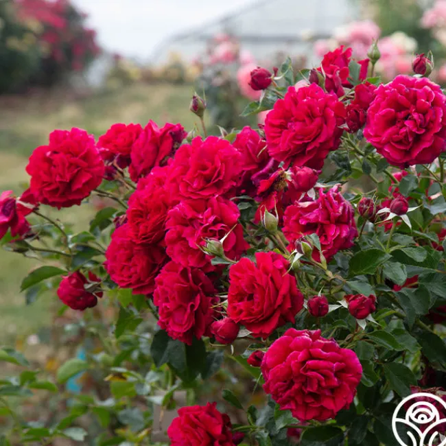 Courageous™>Heirloom Roses Best