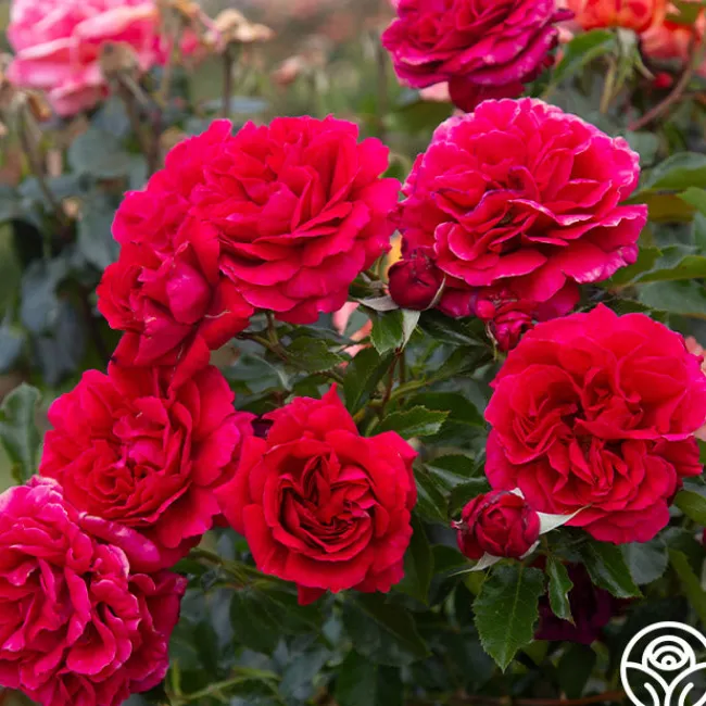 Courageous™>Heirloom Roses Best