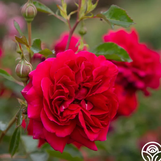 Courageous™>Heirloom Roses Best