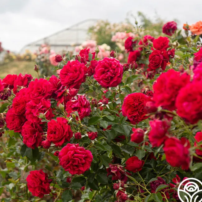 Courageous™>Heirloom Roses Best