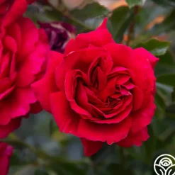 Courageous™><noscript><img width=