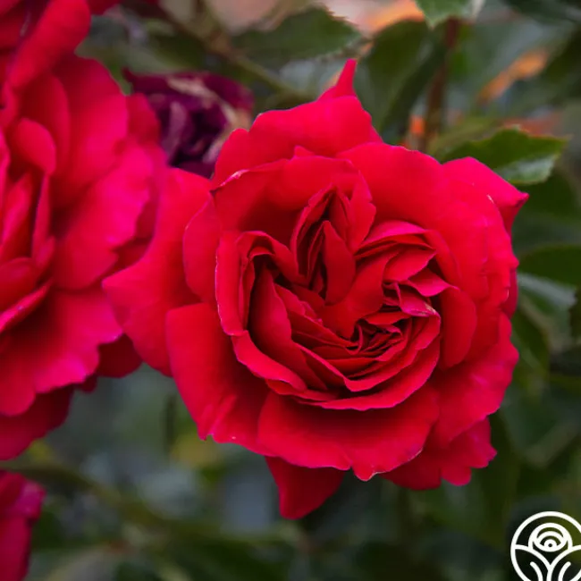 Courageous™>Heirloom Roses Best
