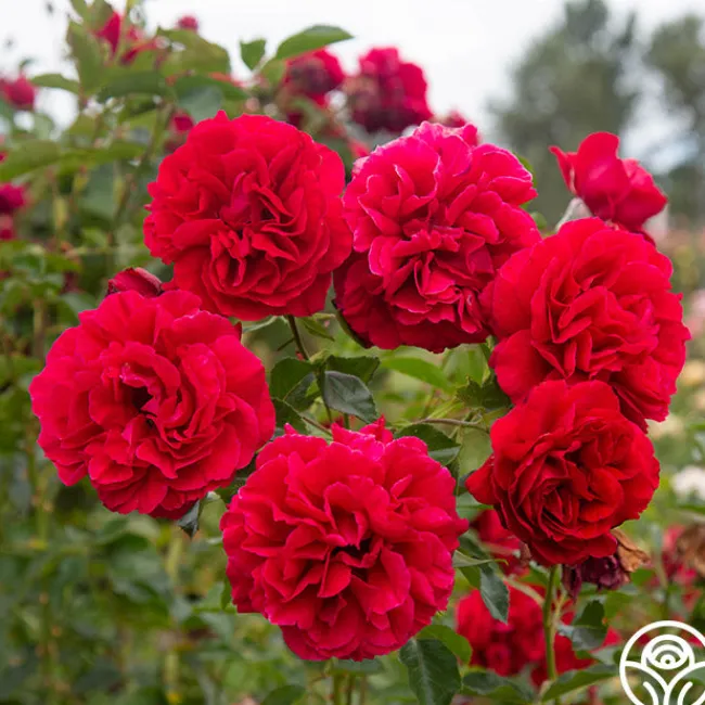 Courageous™>Heirloom Roses Best