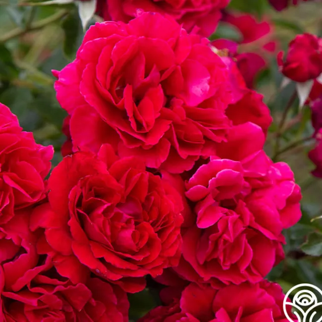 Courageous™>Heirloom Roses Best