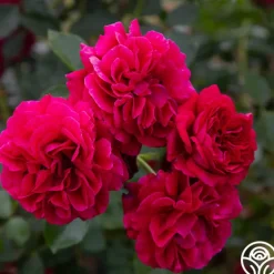 Courageous™><noscript><img width=