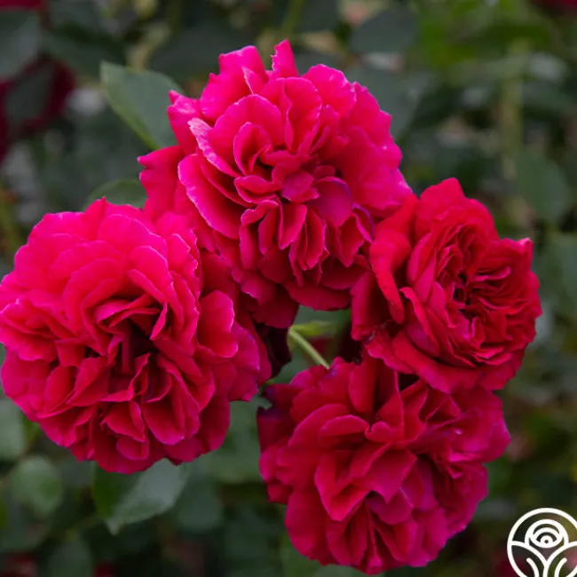 Courageous™>Heirloom Roses Best