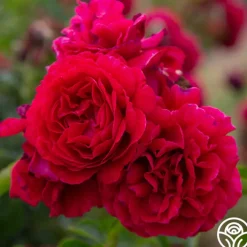 Courageous™><noscript><img width=