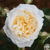 Cream Abundance™>Heirloom Roses Clearance