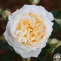 Cream Abundance™>Heirloom Roses Clearance