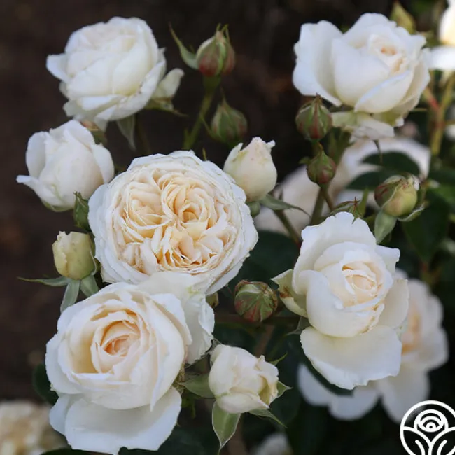 Cream Abundance™>Heirloom Roses Clearance