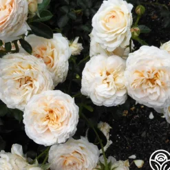 Cream Abundance™><noscript><img width=