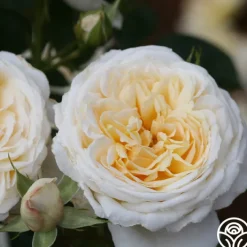Cream Abundance™><noscript><img width=