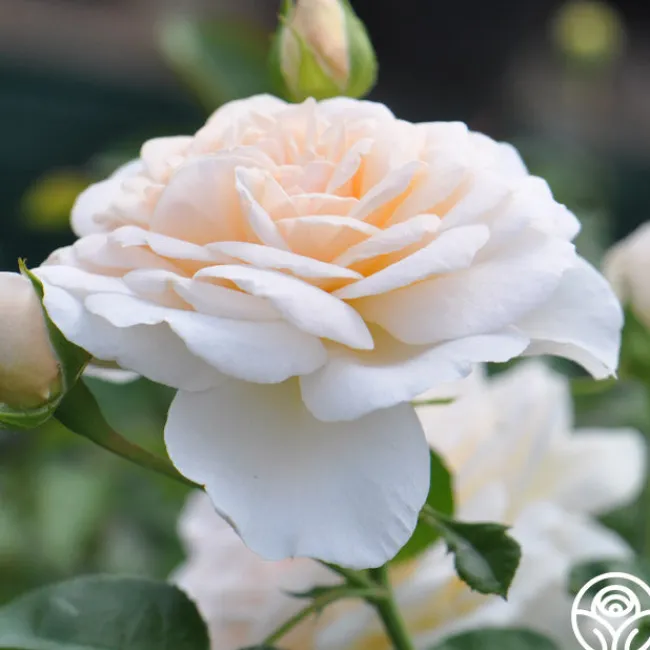 Cream Abundance™>Heirloom Roses Clearance