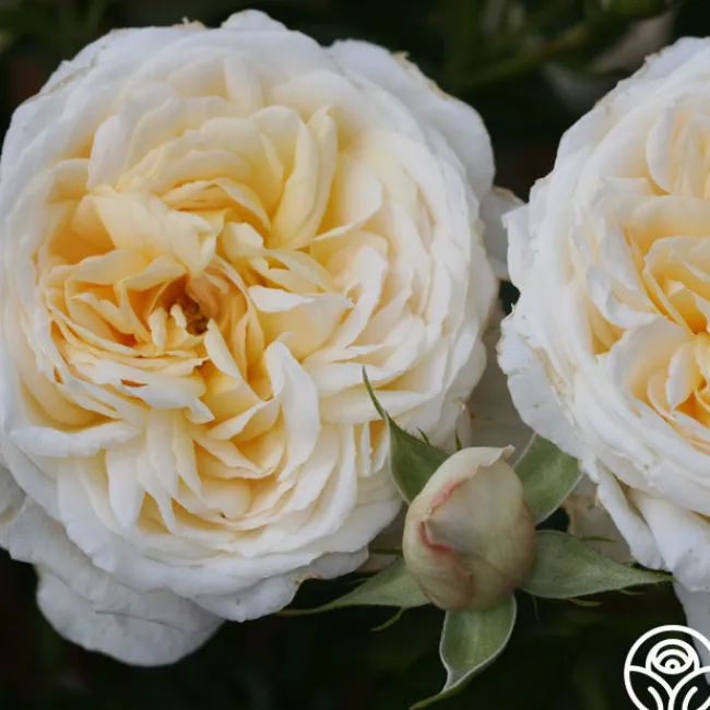 Cream Abundance™>Heirloom Roses Clearance