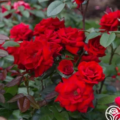 Crimson Bouquet™>Heirloom Roses Hot