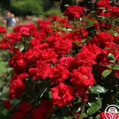 Crimson Bouquet™><noscript><img width=
