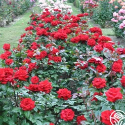 Crimson Bouquet™><noscript><img width=
