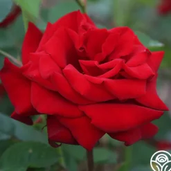 Crimson Bouquet™><noscript><img width=