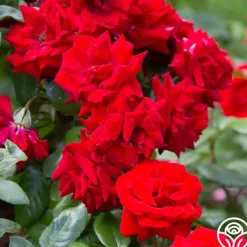 Crimson Bouquet™><noscript><img width=