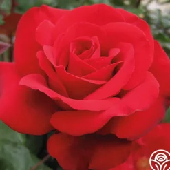 Crimson Bouquet™><noscript><img width=