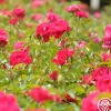 Crimson Floorshow>Heirloom Roses Online