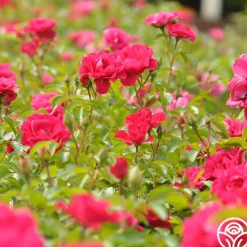 Crimson Floorshow>Heirloom Roses Online