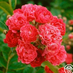 Crimson Rambler>Heirloom Roses Outlet