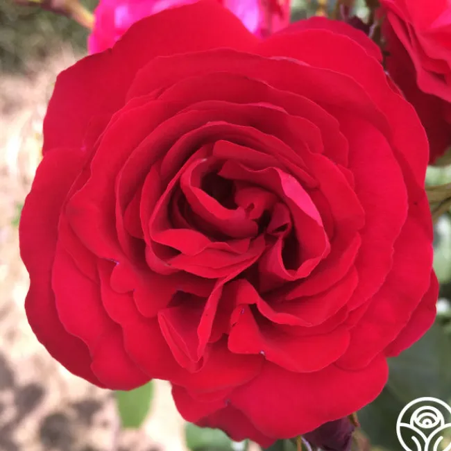 Crimson Sky>Heirloom Roses New