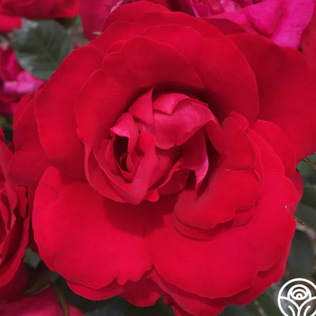 Crimson Sky>Heirloom Roses New