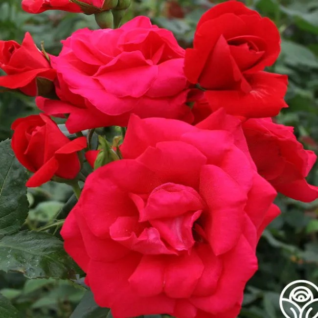 Crimson Sky>Heirloom Roses New