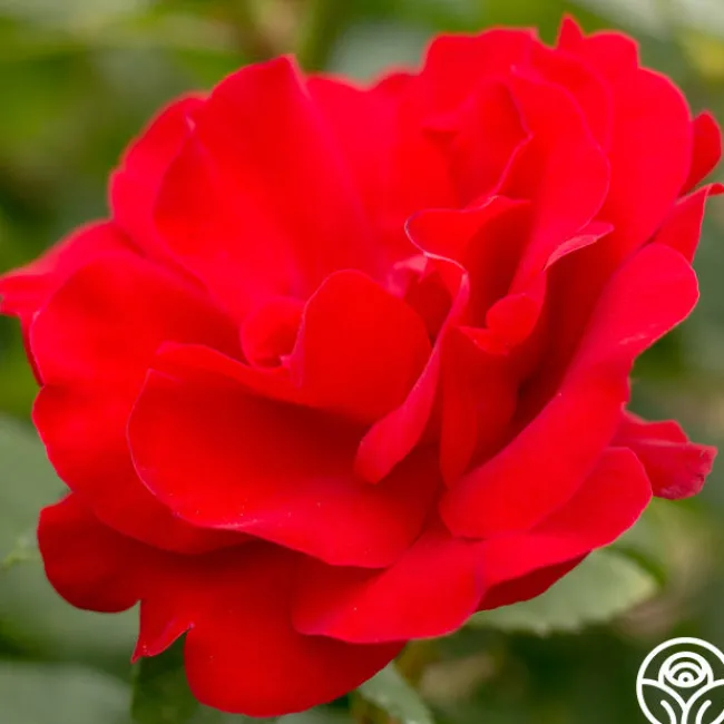 Crimson Sky>Heirloom Roses New