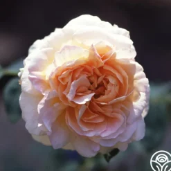 Créme de la Créme>Heirloom Roses Online