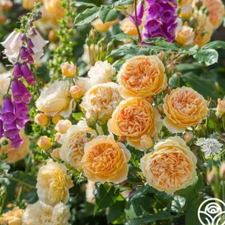 Crown Princess Margareta®>Heirloom Roses Hot