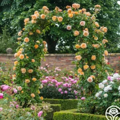 Crown Princess Margareta®><noscript><img width=