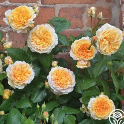 Crown Princess Margareta®><noscript><img width=