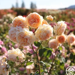 Crown Princess Margareta®><noscript><img width=