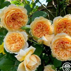 Crown Princess Margareta®><noscript><img width=