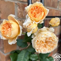 Crown Princess Margareta®><noscript><img width=