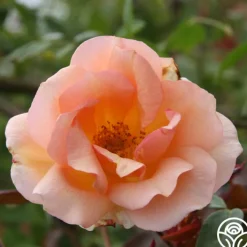 Crépuscule>Heirloom Roses Clearance