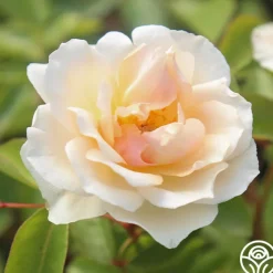 Crépuscule>Heirloom Roses Clearance